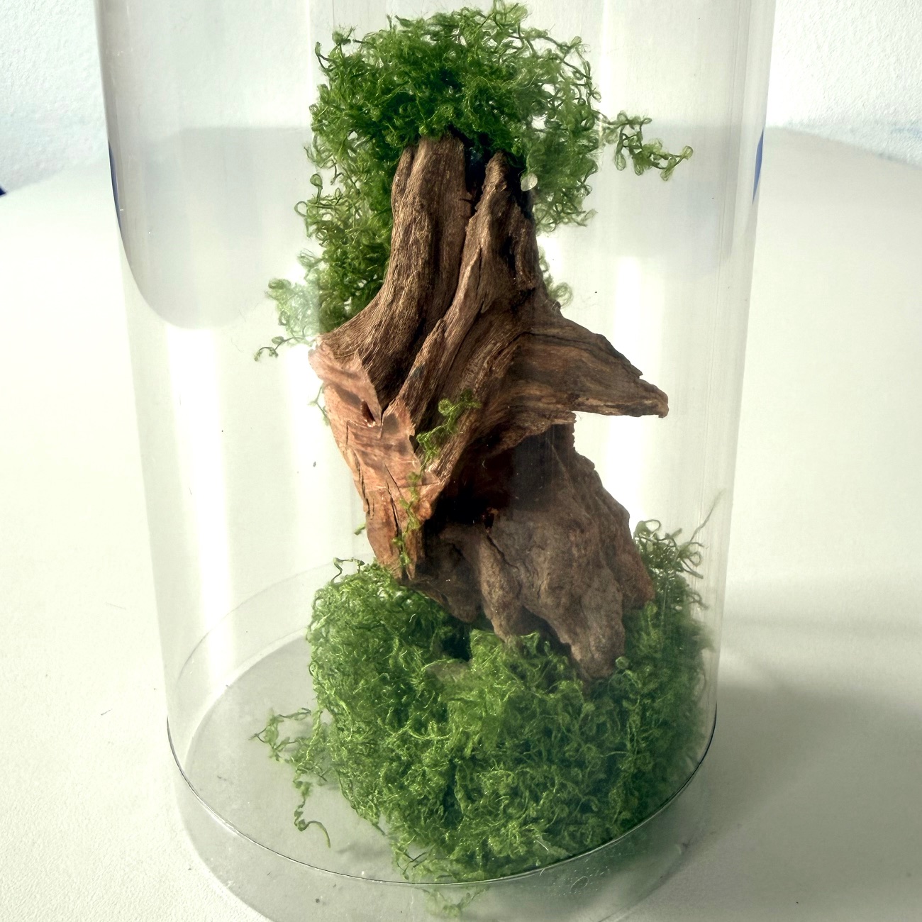 Garnalenboom 2.0